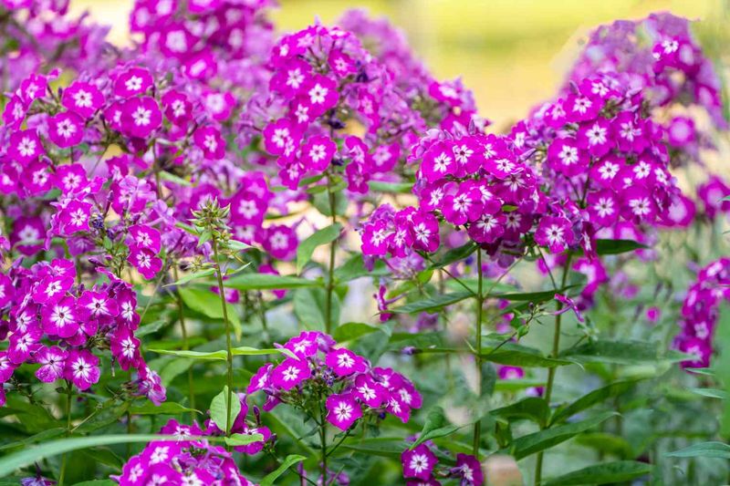 Garden Phlox
