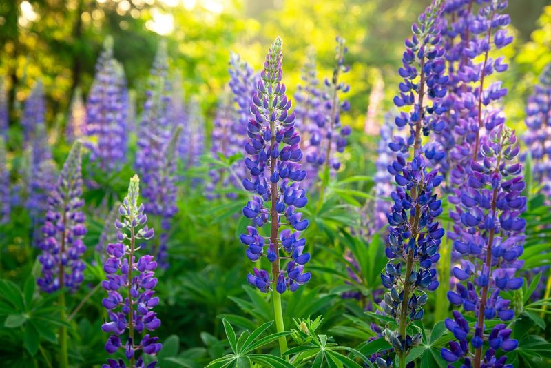 Lupine