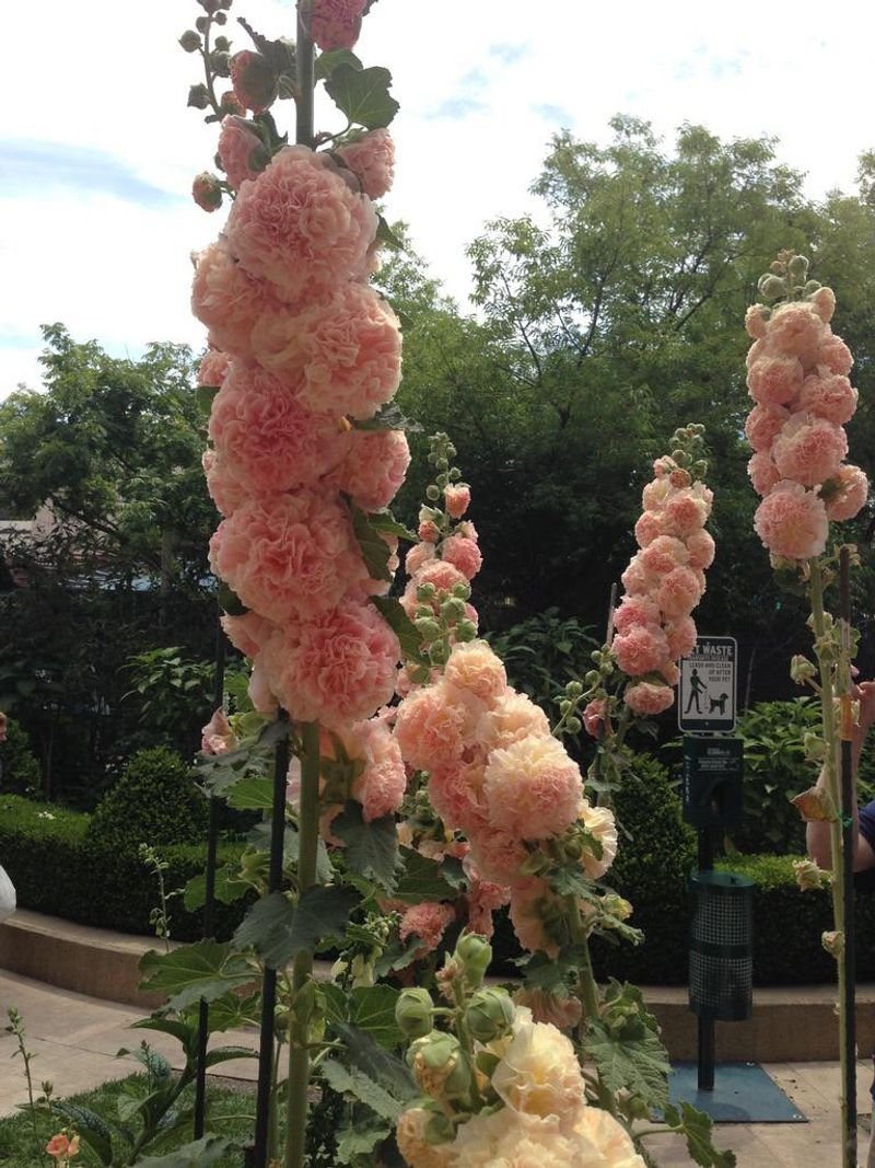 Hollyhocks