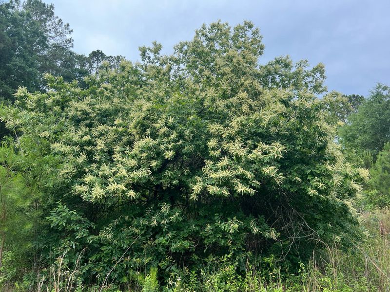 Chinquapin is a native shrub or small tree