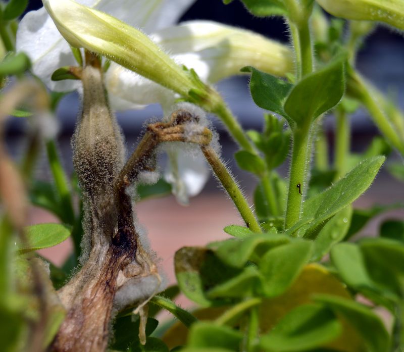 Recognize when disease changes the recovery plan