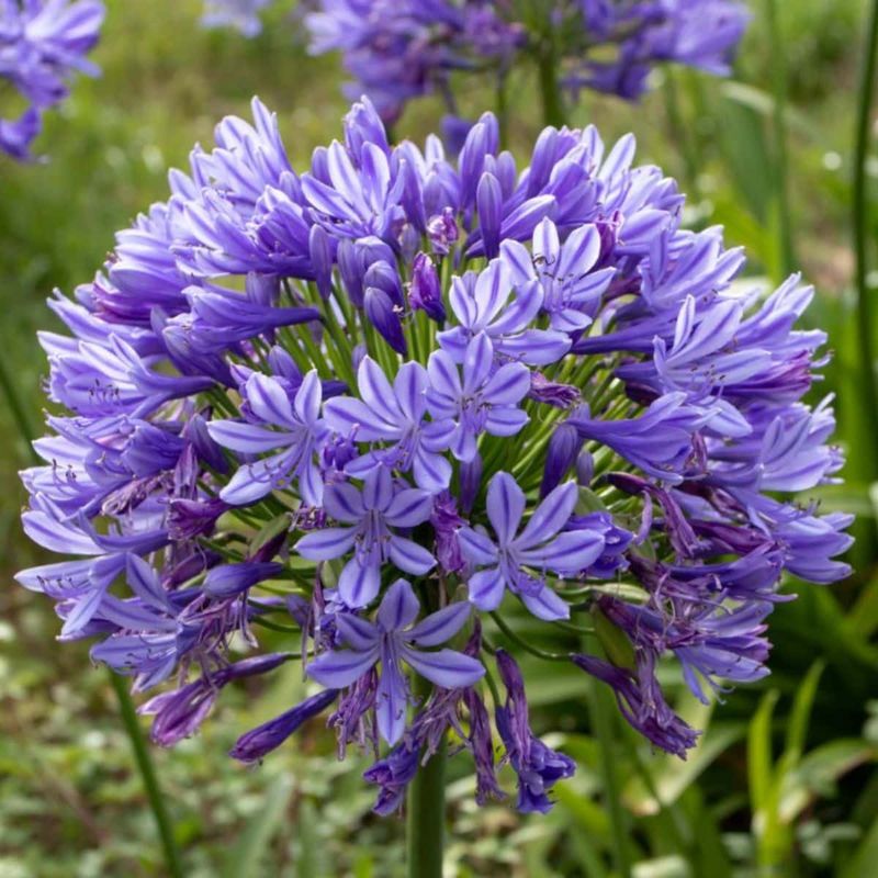 Agapanthus (African Lily)