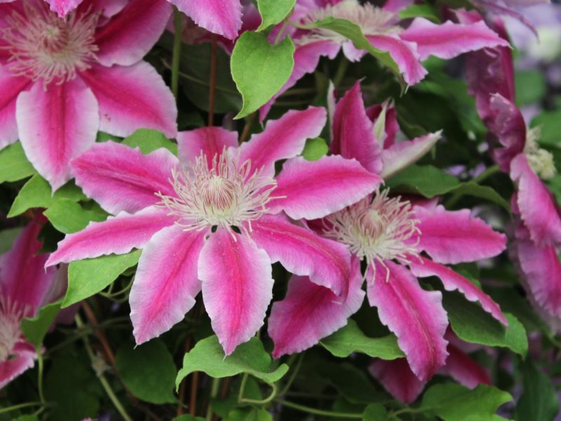 Clematis 'Dr. Ruppel'