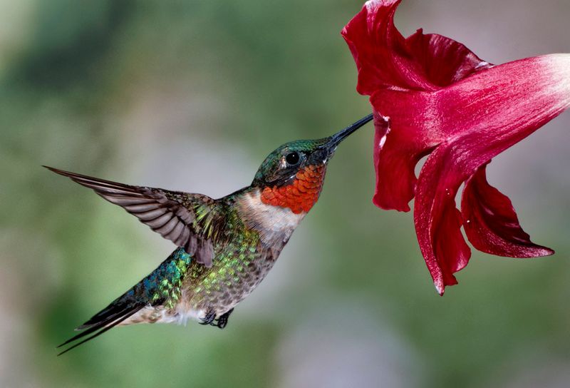 Hummingbirds