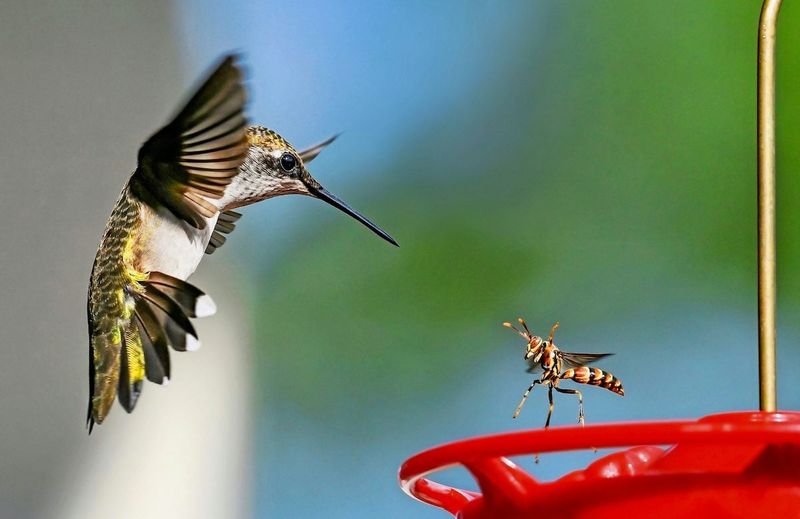 Where Insecticides or Pesticides Are Used