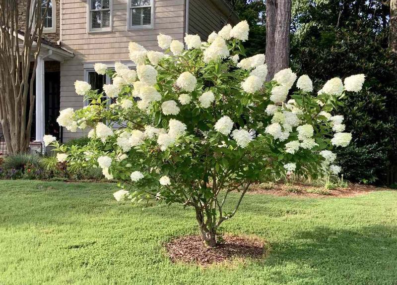There is no universal August cut for hydrangeas