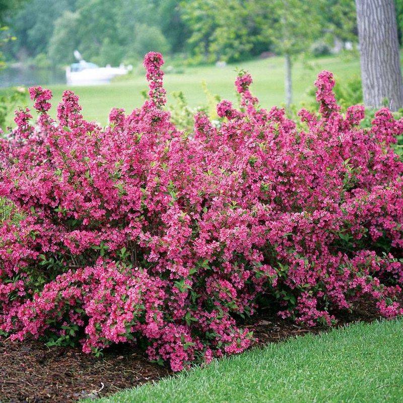 Weigela