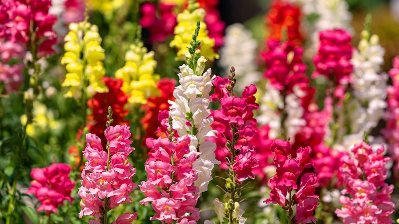 Snapdragons