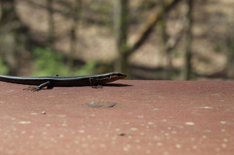 A basking skink is using the patio, not diagnosing the yard