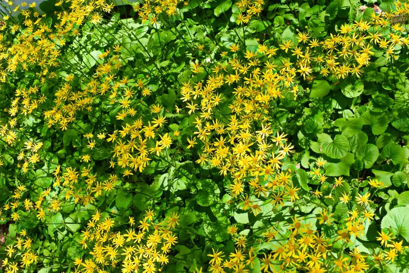 Golden Ragwort (Packera aurea)