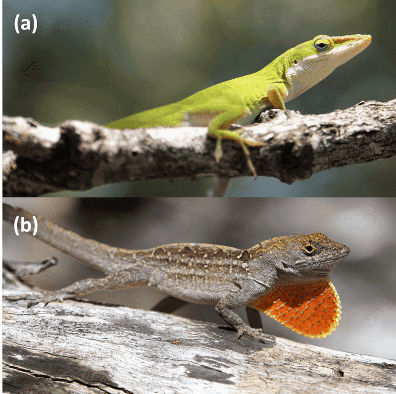 Confirm Which Lizard You Are Seeing