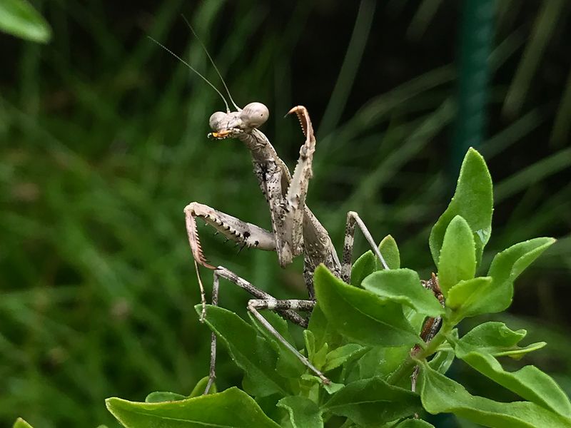 A mantis is a predator, not a private pest-control service