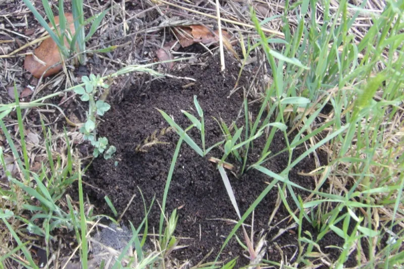 The mound’s setting and shape offer clues
