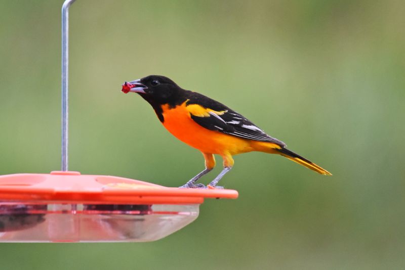 Baltimore Oriole