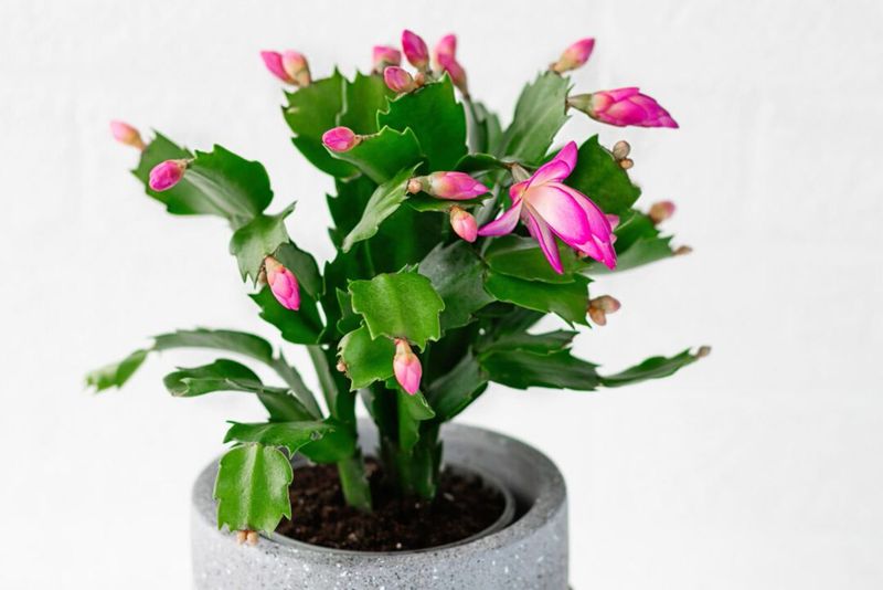A second bloom is possible, but not promised