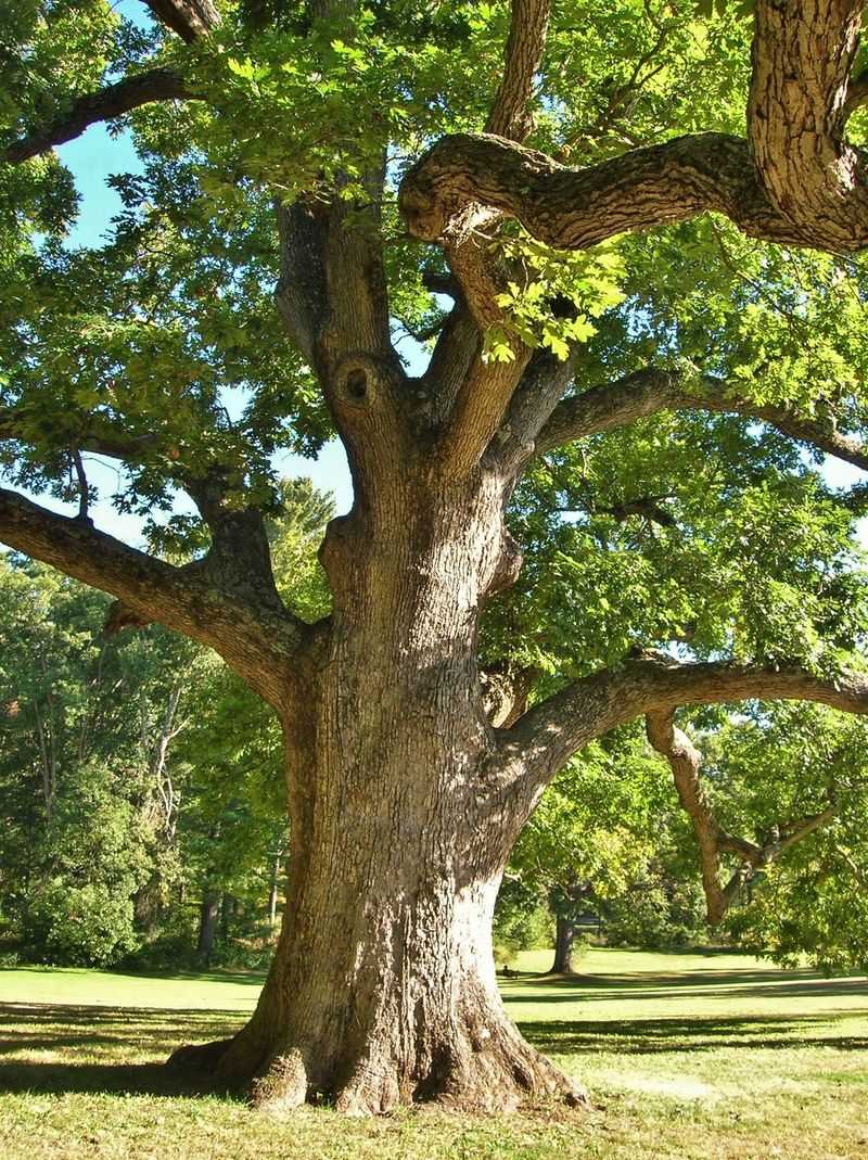 Oak Trees (Quercus spp.)