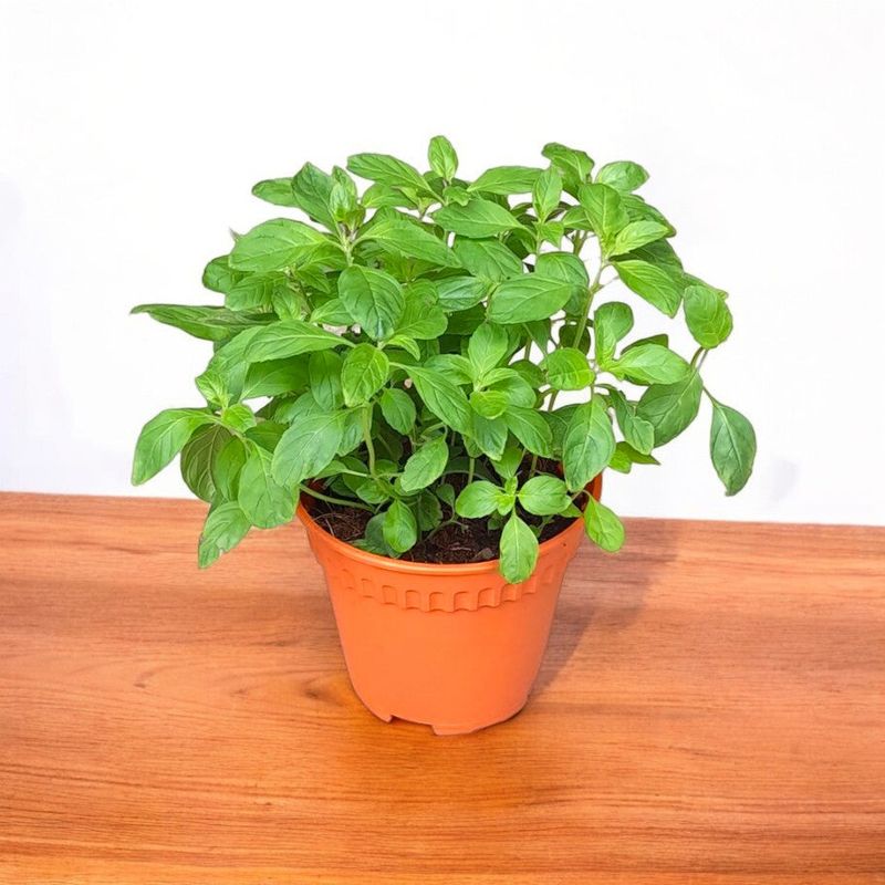 Peppermint
