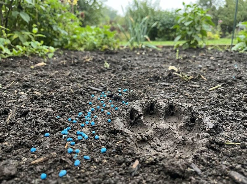 Check the label before using slug bait