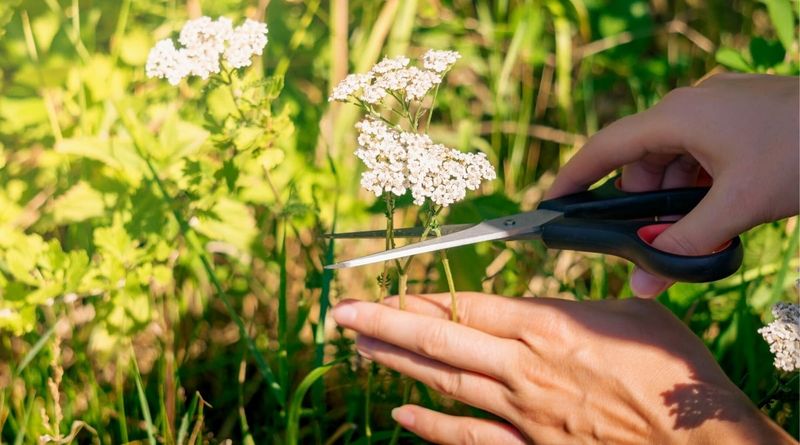 Yarrow
