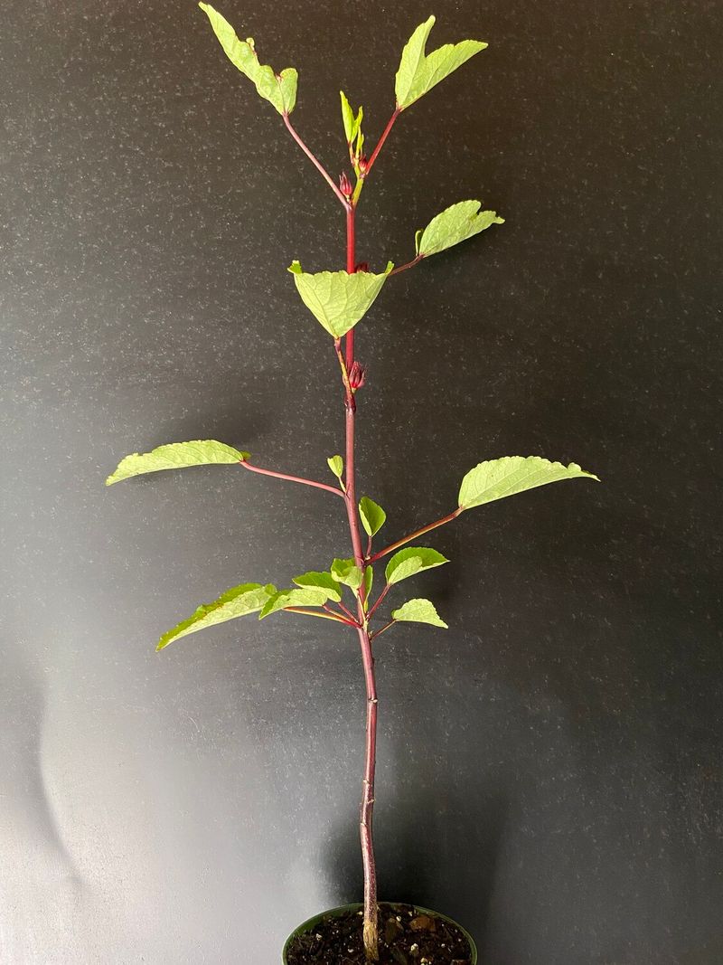 Give roselle a warm, sunny start