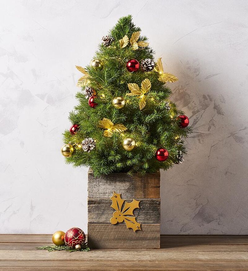 Miniature Christmas Trees