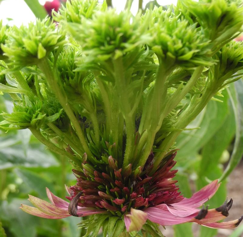 Spots Plagued By Aster Yellows Disease