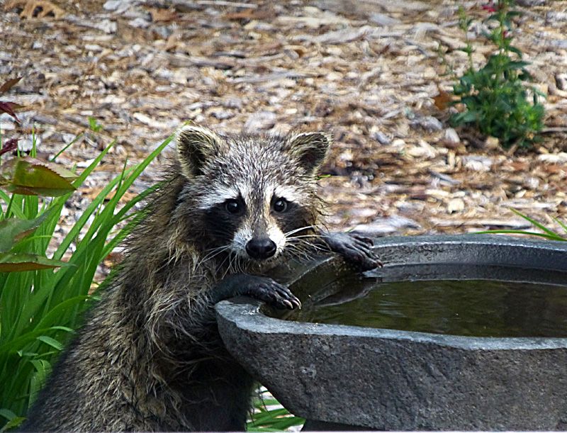 Birdbaths, Fountains, and Leaky Faucets