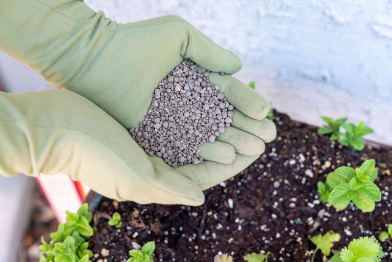 Improve Calcium Absorption (Indirect Watering Fix)