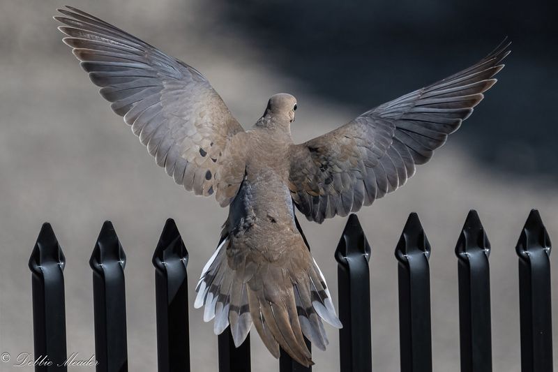 Mourning Doves