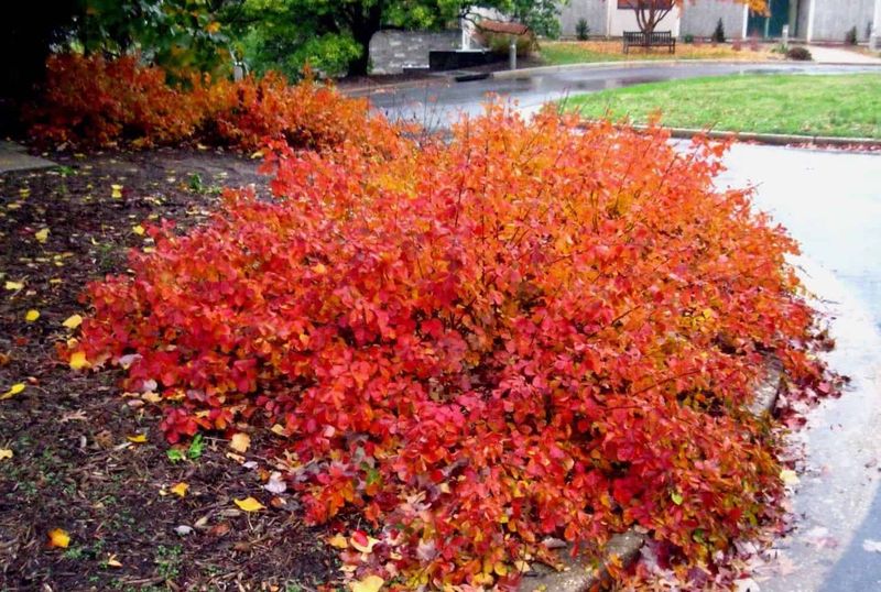 Gro-Low Fragrant Sumac