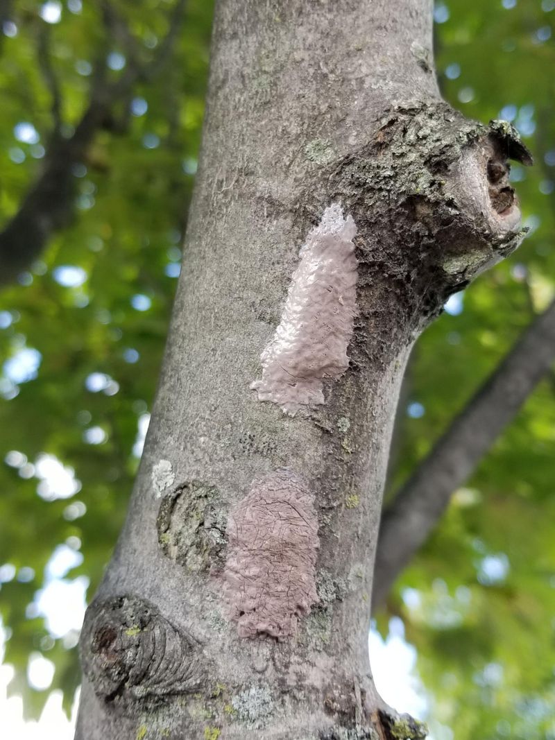 Smooth Bark on Maples and Willows