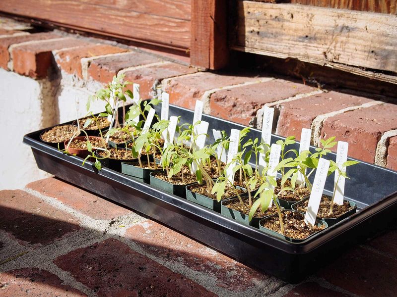 A rooted cutting still needs a gradual move outdoors
