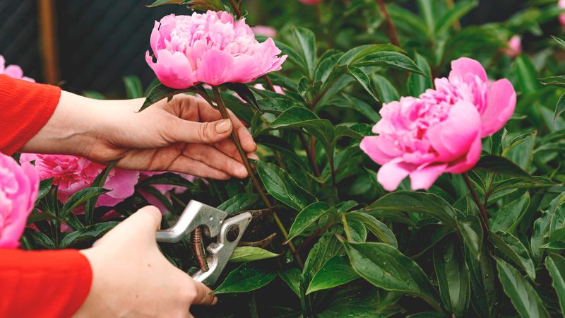 Plan for Fall Cutback of Foliage