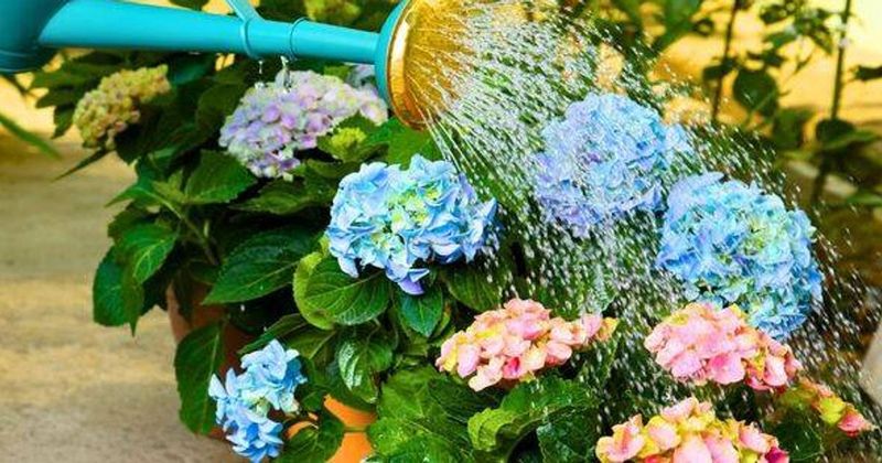 Keep the Soil Consistently Moist