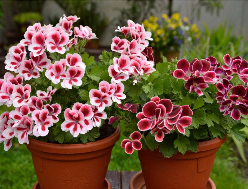 Repot Snugly and Refresh the Soil