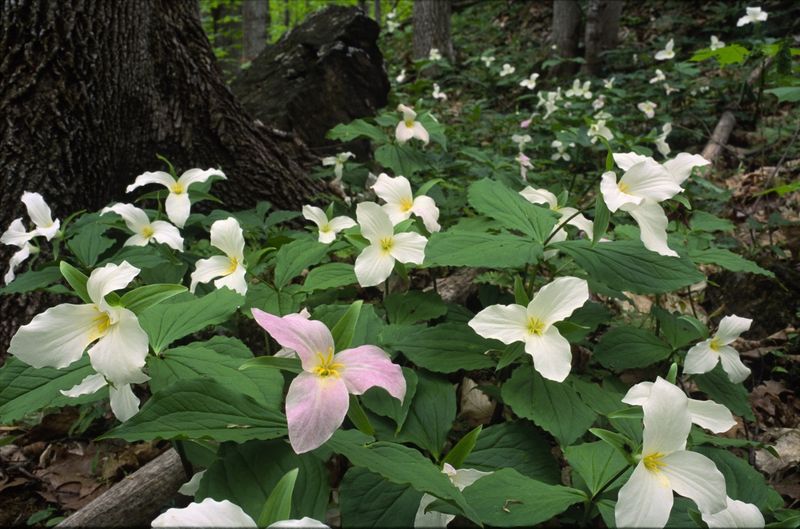 Trillium (Trillium cuneatum, T. grandiflorum and others)