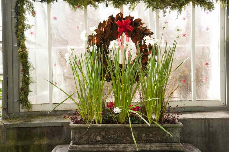 Keep paperwhites away from pets