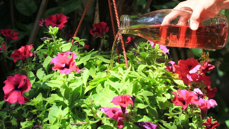Avoid Fertilizing During Extreme Heat