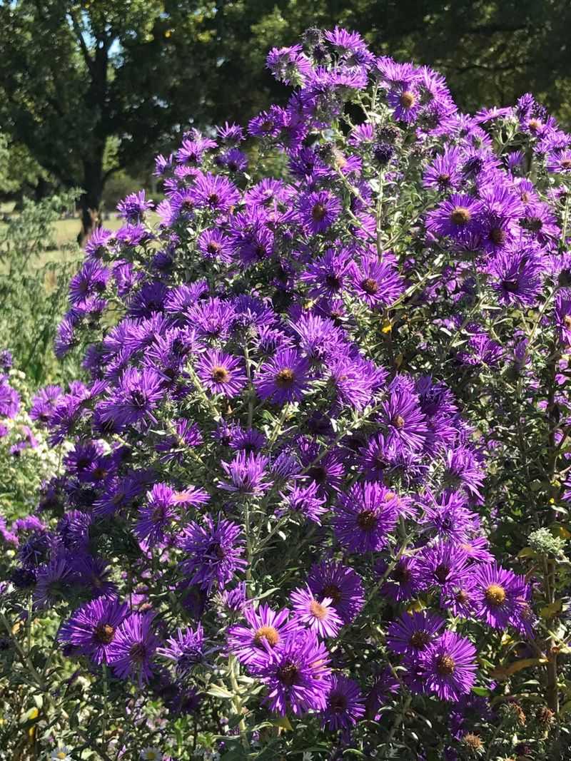 Identify the tall fall-blooming aster first