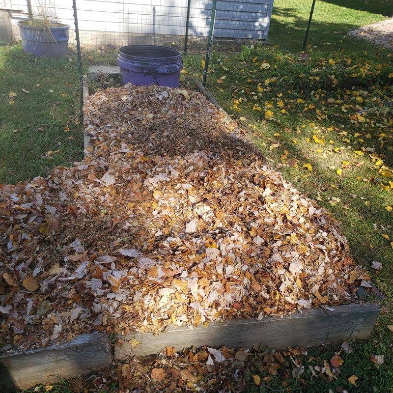 Fallen Leaves and Leaf Litter