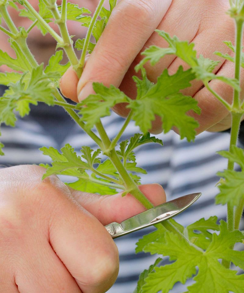 Choose a vigorous stem tip for the best start