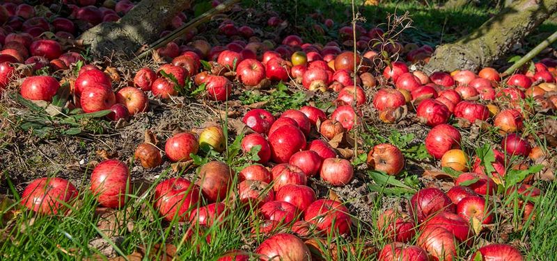 Fallen Apples and Pears