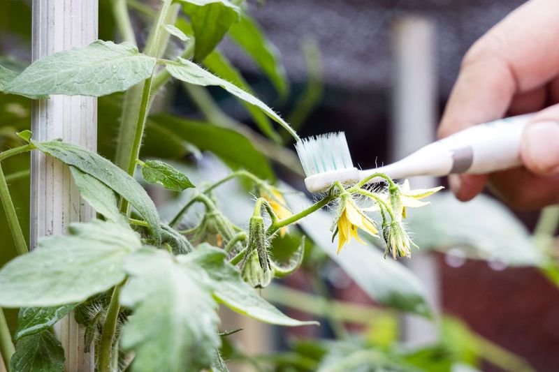 Shake the Cages to Hand-Pollinate Stubborn Blooms