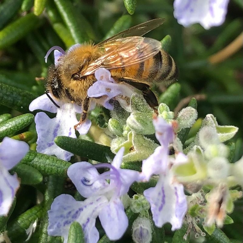 Rosemary flowers add value beyond the leaves