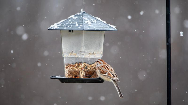 Feeder is Empty or Not Consistently Full