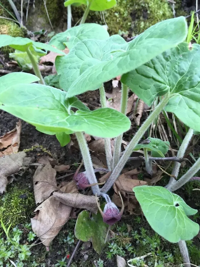 Source the plant responsibly and do not eat it