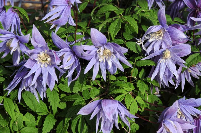 Downy Clematis (Clematis macropetala)