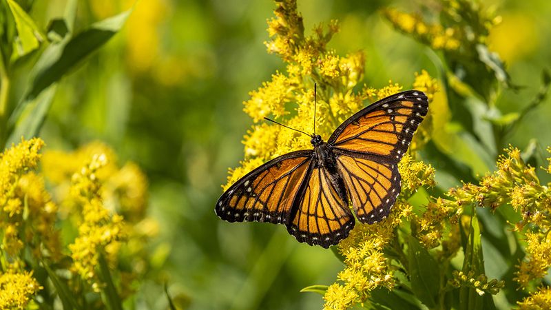 Manage the border for butterflies, not perfect tidiness