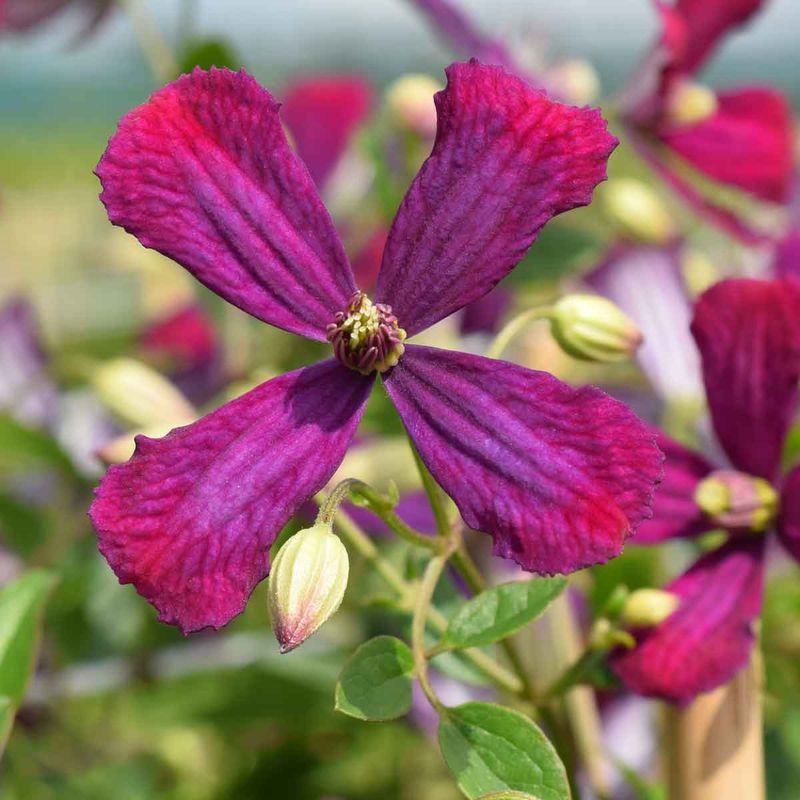 Clematis 'Sweet Summer Love'