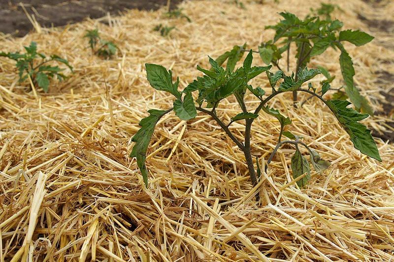 Apply a Thick Layer of Mulch